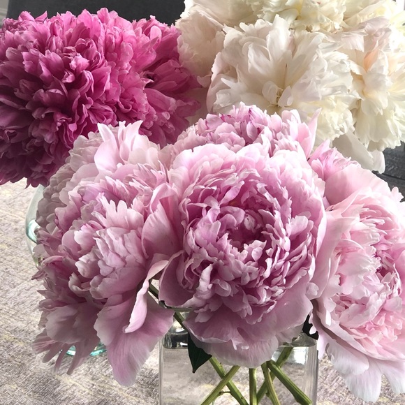 Meet your Posher, Carlie - Picture 1 of 1